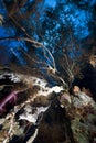 Branching black coral and fish