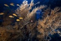 Branching black coral and fish