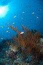 Branching black coral with a Longnose hawkfish.