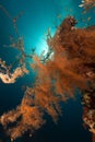 Branching black coral in the Red Sea.