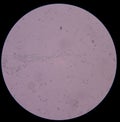 Branching budding yeast cells