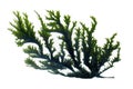 Branching Coral Illustration on Transparent Background, Generative AI