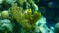 Branching fire coral Millepora alcicornis and yellow tube sponge or dead man`s fingers sulphur sponge Aplysina fistularis undersea Royalty Free Stock Photo