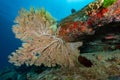 Branching Gorgonian Sea Fan coral on the rock Royalty Free Stock Photo