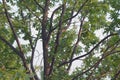 Branching of the green oak tree