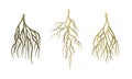 Branching Root as Tree Part Below the Surface of Soil Vector Set