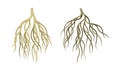Branching Root as Tree Part Below the Surface of Soil Vector Set