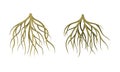 Branching Root as Tree Part Below the Surface of Soil Vector Set