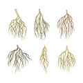 Branching Root as Tree Part Below the Surface of Soil Vector Set