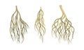 Branching Root as Tree Part Below the Surface of Soil Vector Set