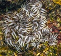 Branching sea anemone