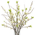 Branching spring centerpiece isolated on white background