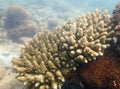 Branching or staghorn coral in the tropical Royalty Free Stock Photo