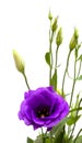 A branching stem of dark purple lisianthus isolated on white