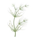 Chara is a fresh water, green alga. Chara is commonly called Ã¢â¬ÅmuskgrassÃ¢â¬Â Royalty Free Stock Photo