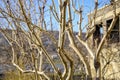 Branching tree without leaves on background of building under construction and picturesque hill in autumn - winter season.