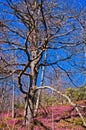 Branching tree on a mountain slope in early spring, mount Stolovi