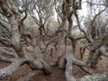 Branching Tree