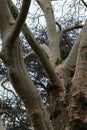 Branching tree in the park Royalty Free Stock Photo