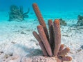 branching vase sponge,Callyspongia ,Cladochalina, aculeata Royalty Free Stock Photo