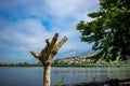 Branchless dry tree, Ioannina Island, Greece