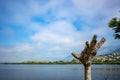 Branchless dry tree, Ioannina Island, Greece