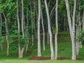 Branchless tree trunks in a forest