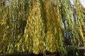 Branchlets of weeping willow with autumnal foliage