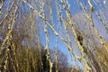 Branchlets of weeping willow with catkins against blue sky