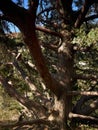 a branchy, bizarrely shaped juniper tree stands under the bright rays of the summer sun