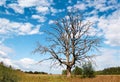 Branchy dead tree against a picturesque cloudy sky Royalty Free Stock Photo