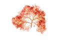 Branchy red algae or rhodophyta isolated on white. Transparent png additional format.