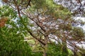 Branchy tree in park with green leaf Royalty Free Stock Photo