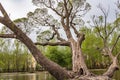 The branchy tree with young leaves and a group of pigeons birds Royalty Free Stock Photo