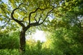 Branchy young oak in spring forest Royalty Free Stock Photo