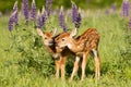 Brand new baby fawns Royalty Free Stock Photo