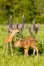 Brand new baby fawns in vertical photograph Royalty Free Stock Photo