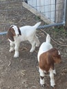 Brand new baby goats Royalty Free Stock Photo