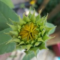 Brand New Baby Sunflower Bloom