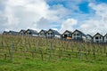 Brand new row houses build by developer behind vineyards Royalty Free Stock Photo