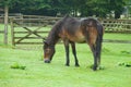 Exmoor pony grazing in paddock Royalty Free Stock Photo