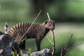 Branded Mongoose, Tarangire, Tanzania Royalty Free Stock Photo