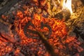 Branding iron for cattle over embers