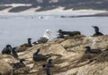 Brandt`s Cormorant Sea Bird Screams at Sea Gull Among Nests Royalty Free Stock Photo