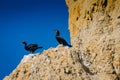 Brandts Cormorant - Torrey Pines - California Royalty Free Stock Photo