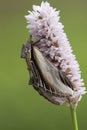 Brandvlerkvlinder, Swallow Prominent, Pheosia tremula