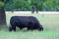 Brangus bull angus brahman grazing Royalty Free Stock Photo