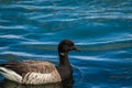 Brant in beautiful blue water at LBI, NJ