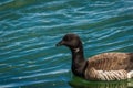 Brant in beautiful blue water at LBI, NJ Royalty Free Stock Photo