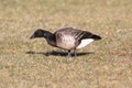 Brant (Branta bernicla) on a grassy field